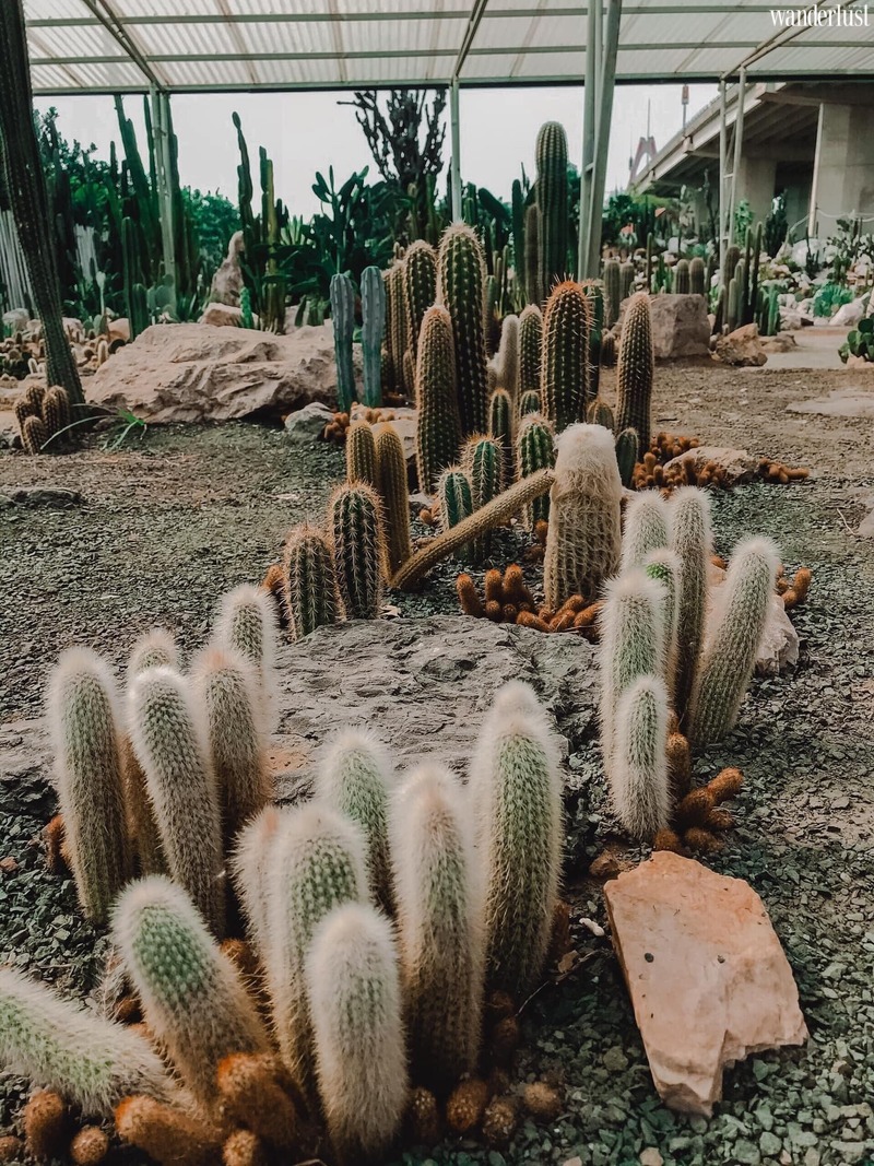 Cacti zone lac vao oc dao xuong rong ao dieu ven do ha noi 21