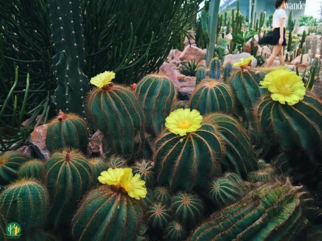 Cacti zone lac vao oc dao xuong rong ao dieu ven do ha noi 22
