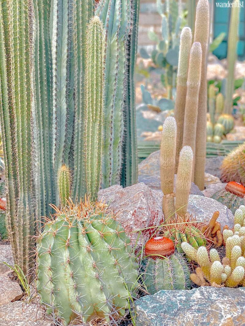 Cacti zone lac vao oc dao xuong rong ao dieu ven do ha noi 6