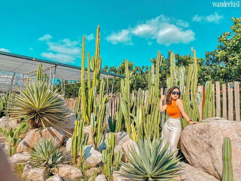 Cacti Zone, lạc vào ốc đảo xương rồng ảo diệu ven đô Hà Nội | Wanderlust Tips 