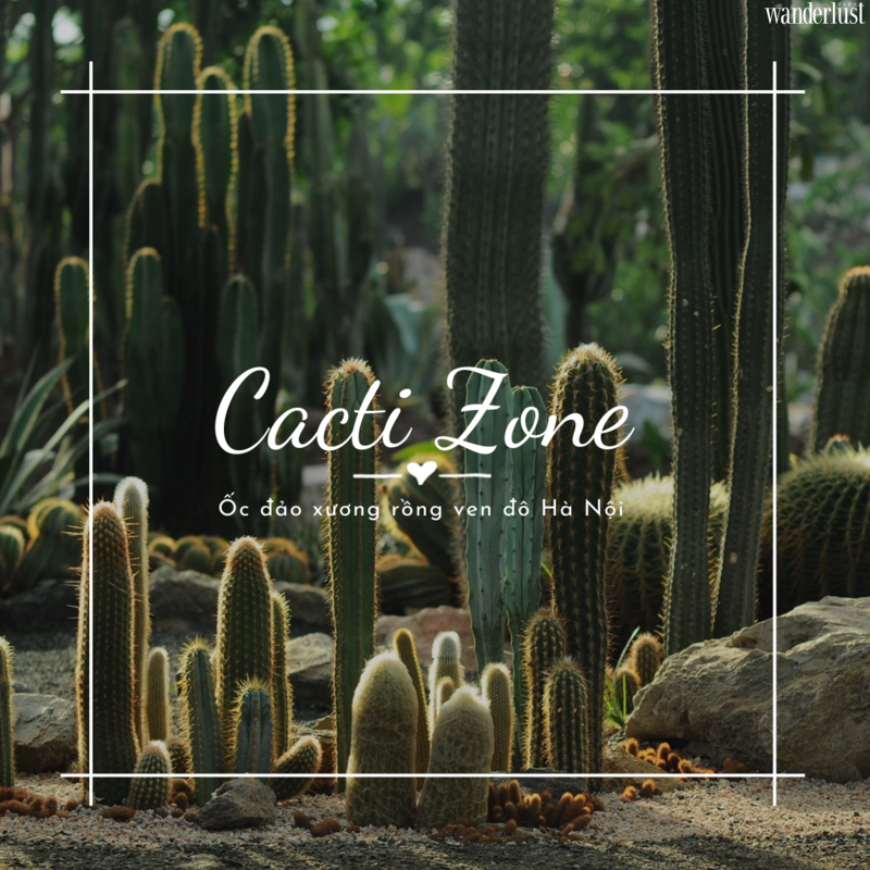 Cacti Zone, lạc vào ốc đảo xương rồng ảo diệu ven đô Hà Nội | Wanderlust Tips 