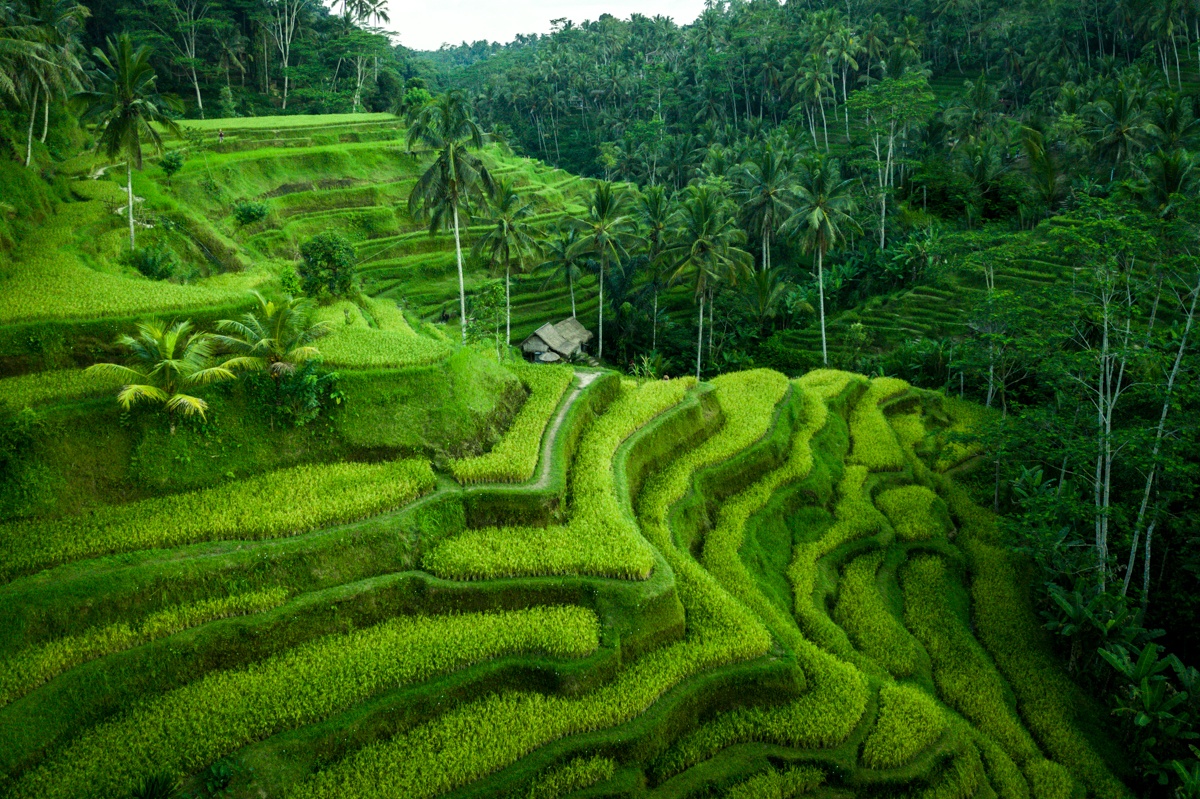 Khám phá Ubud (Bali) kỳ thú qua hành trình với 9 trải nghiệm “độc nhất vô nhị” | Wanderlust Tips
