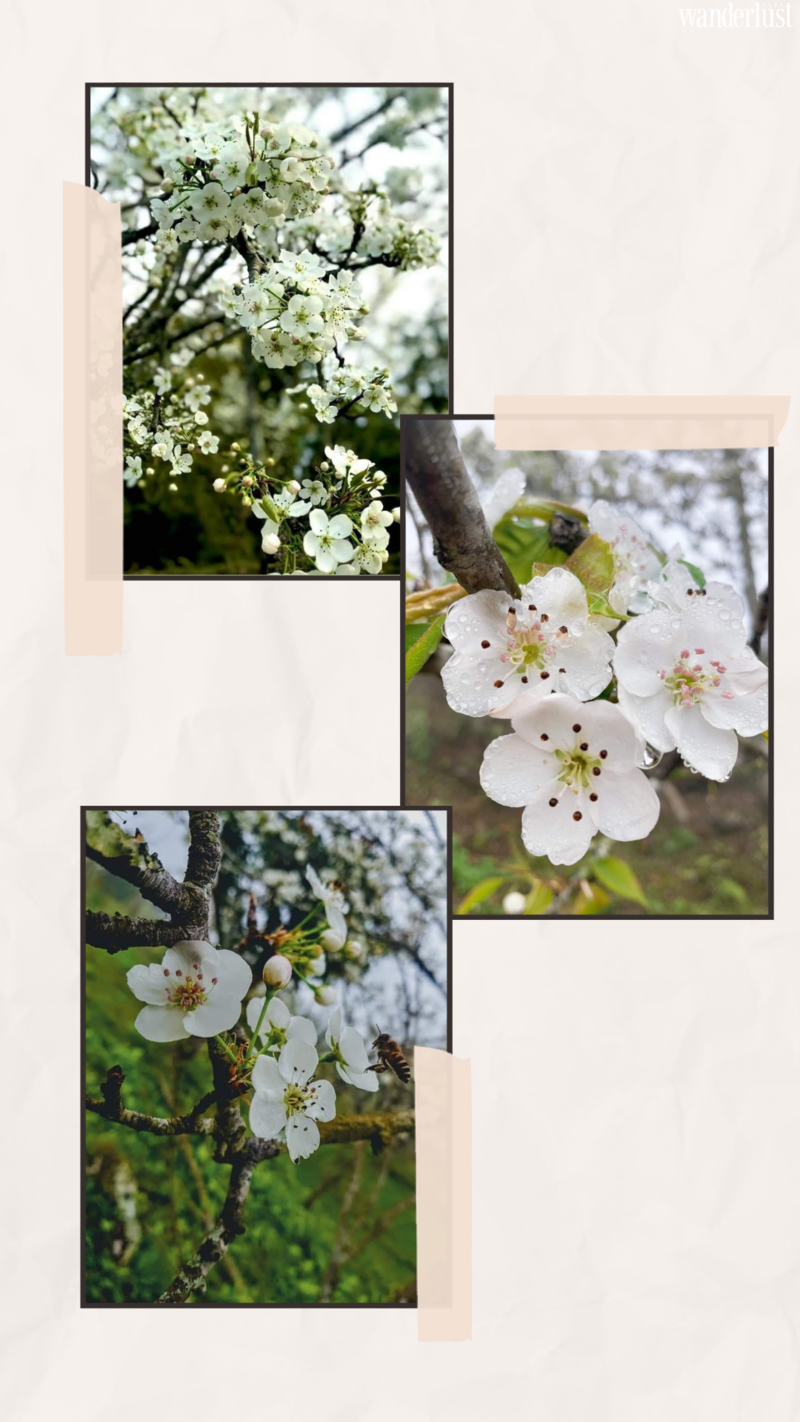 Hong thai dep diu dang mua hoa le trang 1