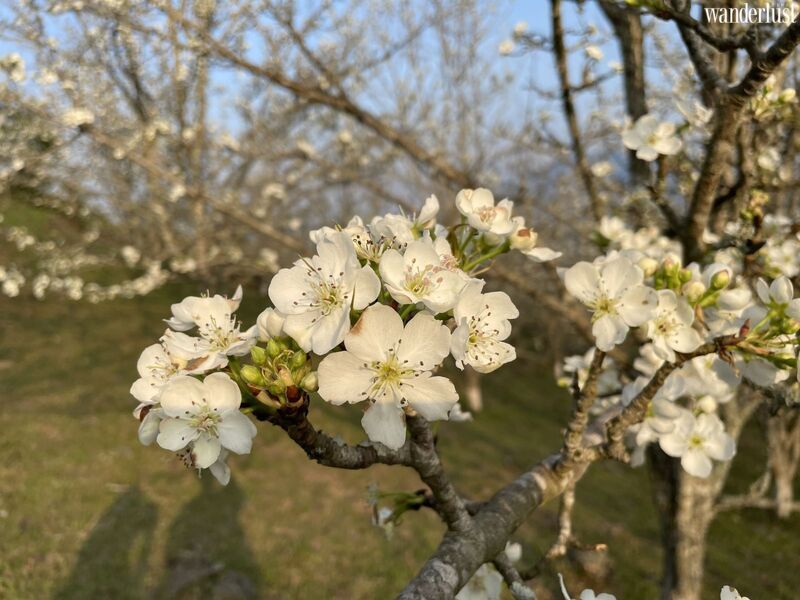 Hong thai dep diu dang mua hoa le trang 26