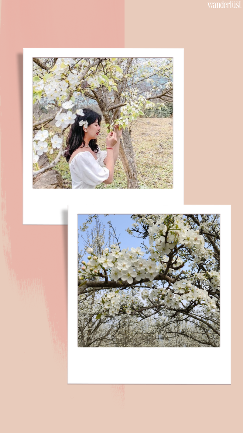 Hồng Thái đẹp dịu dàng mùa hoa lê trắng | Wanderlust Tips