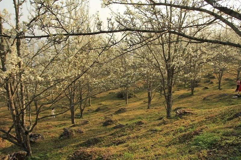 Hong thai dep diu dang mua hoa le trang 5 1