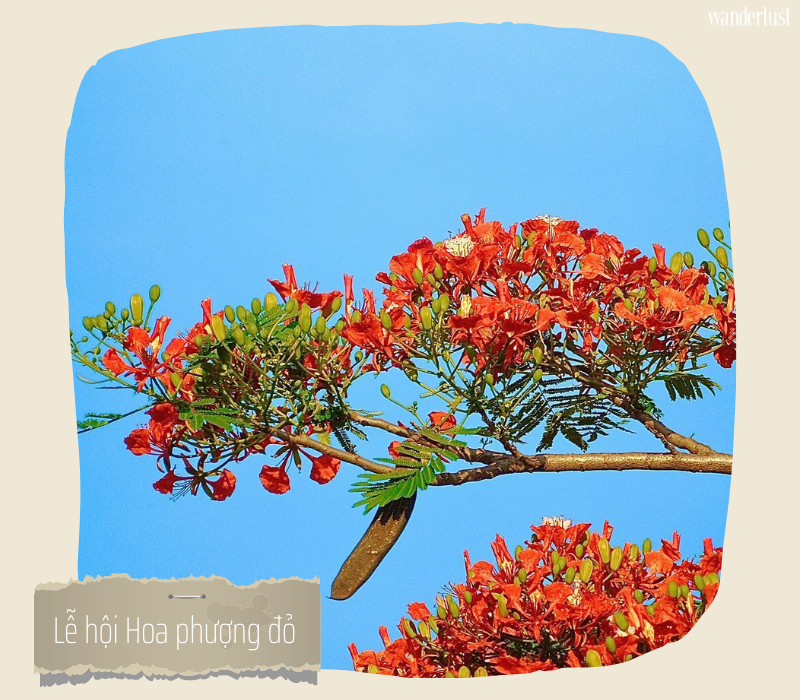 Lễ hội Hoa phượng đỏ trở lại đầy hứa hẹn sau 2 năm vắng bóng 5 Lễ hội Hoa phượng đỏ trở lại đầy hứa hẹn sau 2 năm vắng bóng | Wanderlust Tips