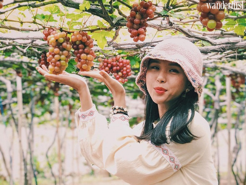 Mê mẩn vườn nho Ba Mọi đẹp quên lối về 8 Mê mẩn vườn nho Ba Mọi đẹp quên lối về | Wanderlust Tips