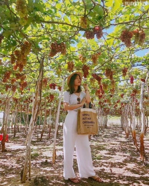 Mê mẩn vườn nho Ba Mọi đẹp quên lối về 13 Me man vuon nho ba moi dep quen loi ve 12