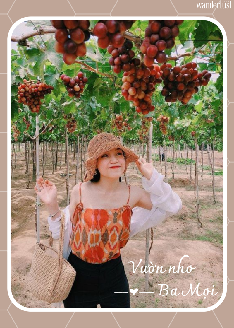 Mê mẩn vườn nho Ba Mọi đẹp quên lối về 5 Mê mẩn vườn nho Ba Mọi đẹp quên lối về | Wanderlust Tips