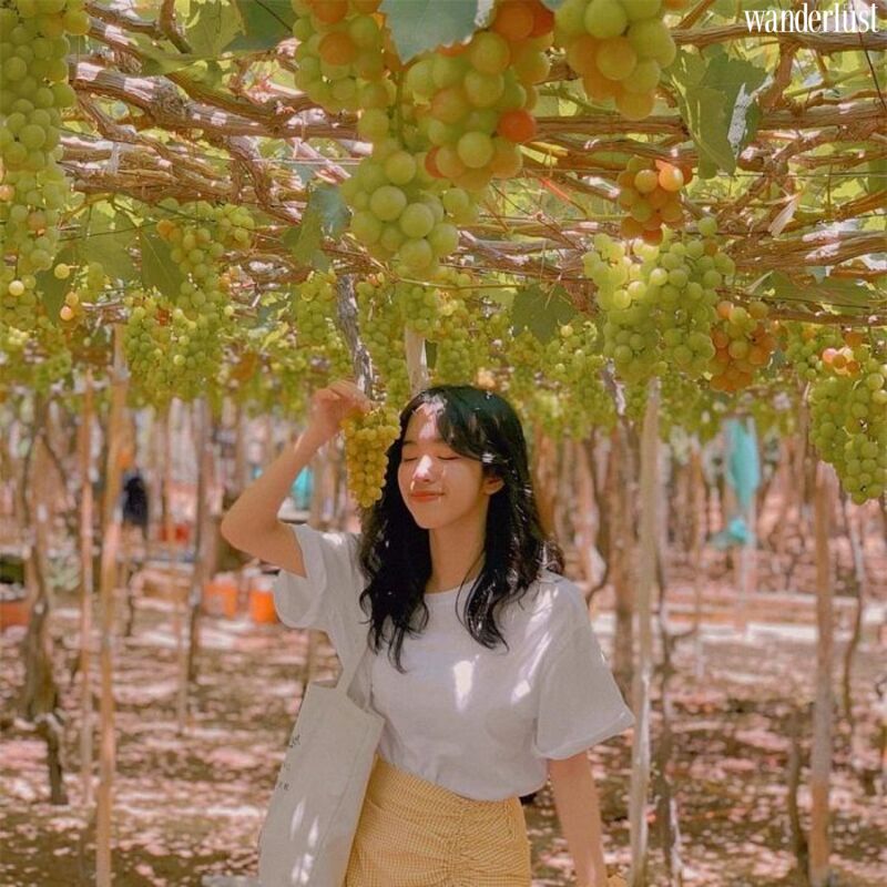 Mê mẩn vườn nho Ba Mọi đẹp quên lối về 12 Me man vuon nho ba moi dep quen loi ve 7