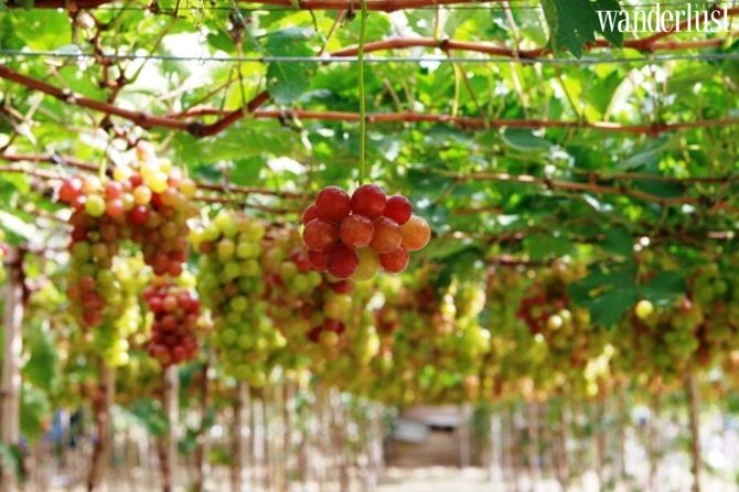 Mê mẩn vườn nho Ba Mọi đẹp quên lối về 14 Mê mẩn vườn nho Ba Mọi đẹp quên lối về | Wanderlust Tips