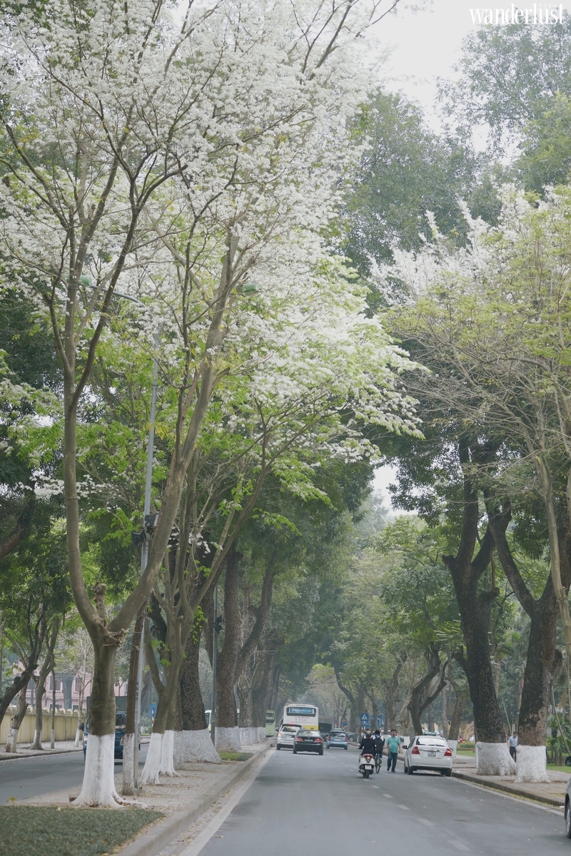 Say mê tháng ba Hà Nội 11 Say mê tháng 3 Hà Nội  | Wanderlust Tips