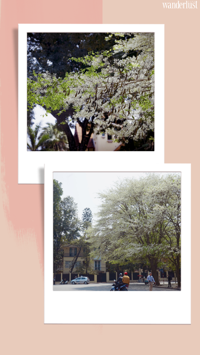 Say mê tháng ba Hà Nội 10 Say mê tháng 3 Hà Nội  | Wanderlust Tips