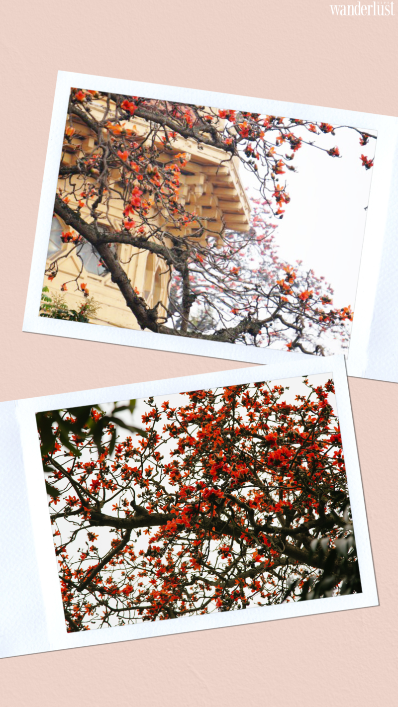 Say mê tháng ba Hà Nội 16 Say mê tháng 3 Hà Nội  | Wanderlust Tips