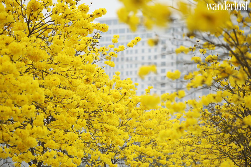 Say mê tháng ba Hà Nội 21 Say me thang 3 ha noi 7 1