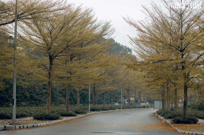 Say mê tháng ba Hà Nội 7 Say me thang 3 ha noi 9