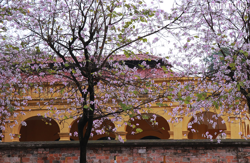 Say mê tháng ba Hà Nội 15 Say mê tháng 3 Hà Nội  | Wanderlust Tips