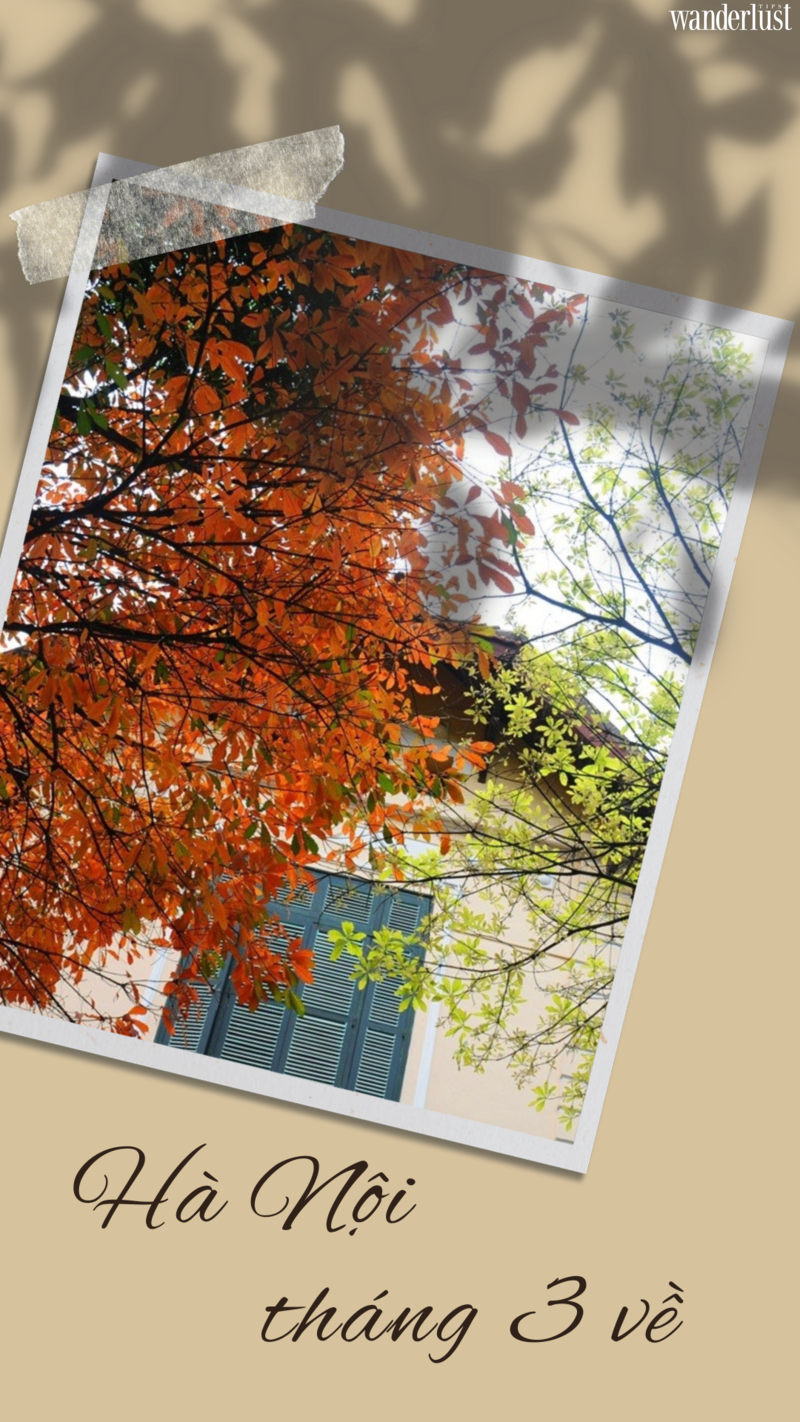 Say mê tháng ba Hà Nội 5 Say mê tháng 3 Hà Nội  | Wanderlust Tips