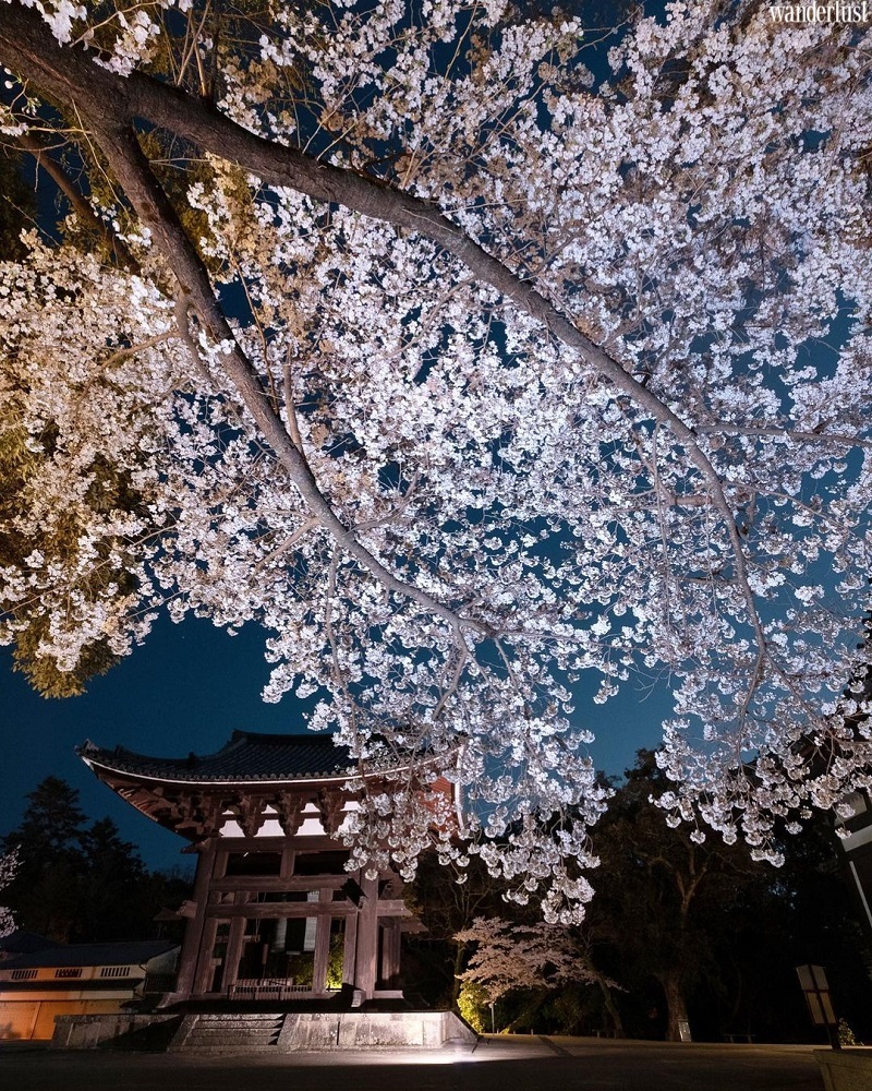 den kyoto ngam hoa anh dao thang 4 nhat dinh dung bo qua 10 dia diem nay 1 2