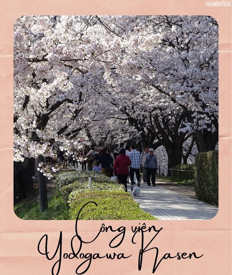 Đến Kyoto ngắm hoa anh đào tháng 4 nhất định đừng bỏ qua 10 địa điểm này 12 Đến Kyoto ngắm hoa anh đào tháng 4 nhất định đừng bỏ qua 10 địa điểm này | Wanderlust Tips