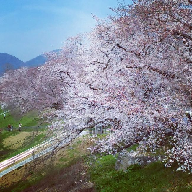 den kyoto ngam hoa anh dao thang 4 nhat dinh dung bo qua 10 dia diem nay kasen