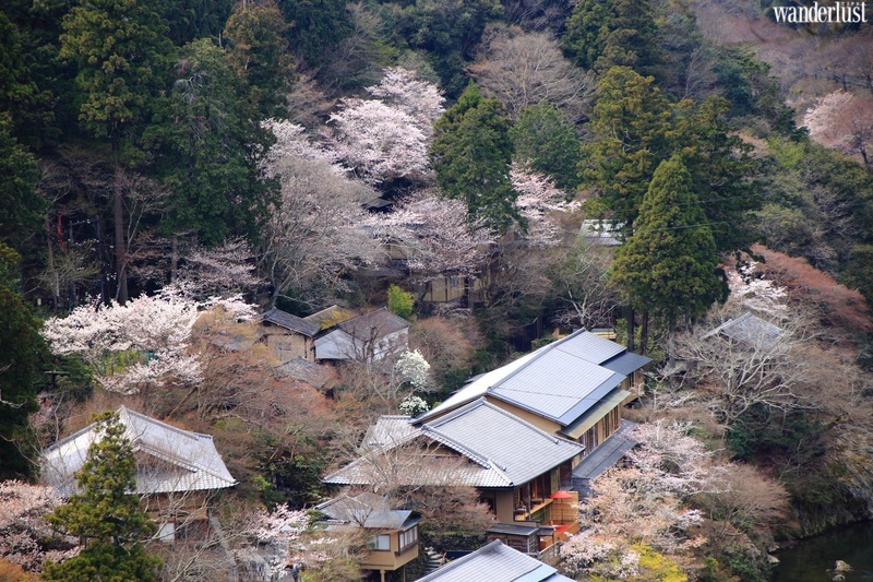 den kyoto ngam hoa anh dao thang 4 nhat dinh dung bo qua 10 dia diem nay12 2