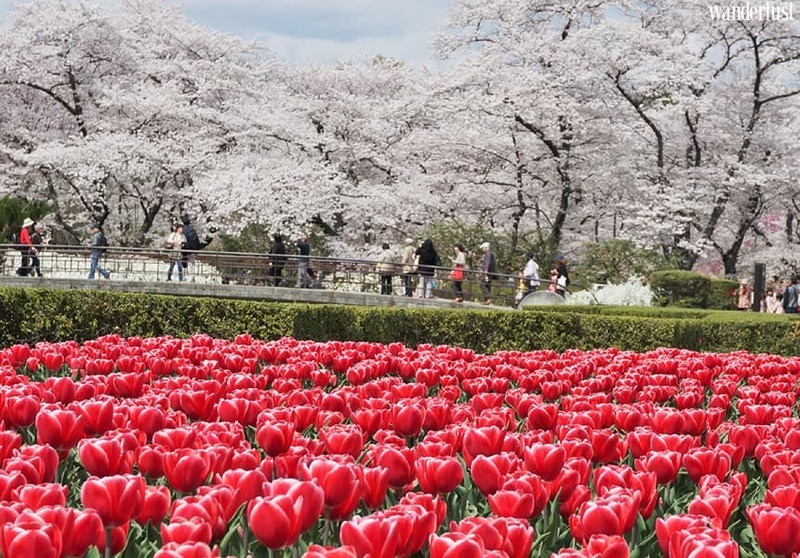 den kyoto ngam hoa anh dao thang 4 nhat dinh dung bo qua 10 dia diem nay33 1