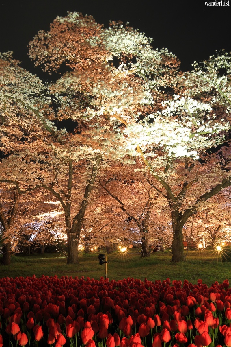 den kyoto ngam hoa anh dao thang 4 nhat dinh dung bo qua 10 dia diem nay33 3