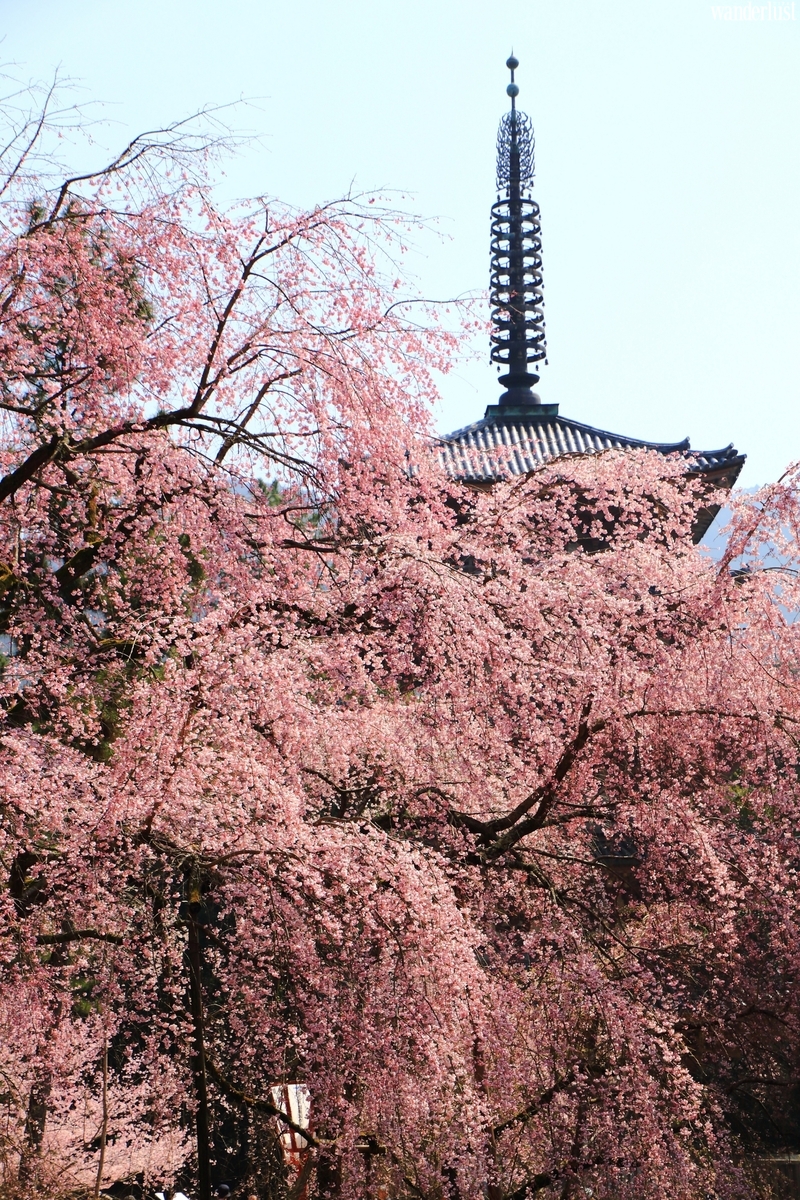 den kyoto ngam hoa anh dao thang 4 nhat dinh dung bo qua 10 dia diem nay4