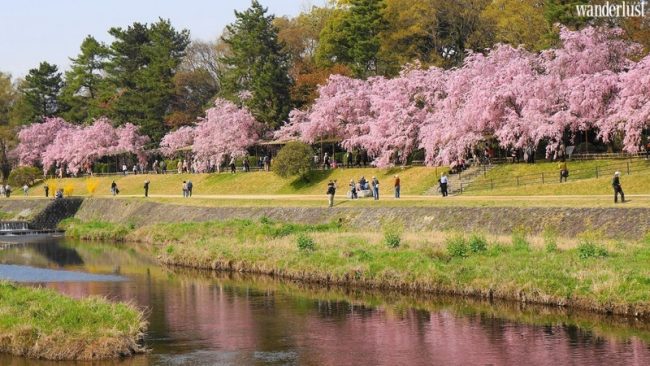 den kyoto ngam hoa anh dao thang 4 nhat dinh dung bo qua 10 dia diem nayb 2 1