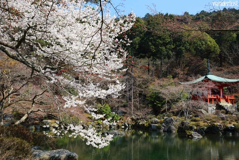 den kyoto ngam hoa anh dao thang 4 nhat dinh dung bo qua 10 dia diem nayg