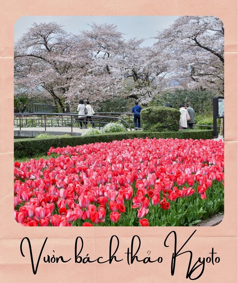Đến Kyoto ngắm hoa anh đào tháng 4 nhất định đừng bỏ qua 10 địa điểm này 36 Đến Kyoto ngắm hoa anh đào tháng 4 nhất định đừng bỏ qua 10 địa điểm này | Wanderlust Tips