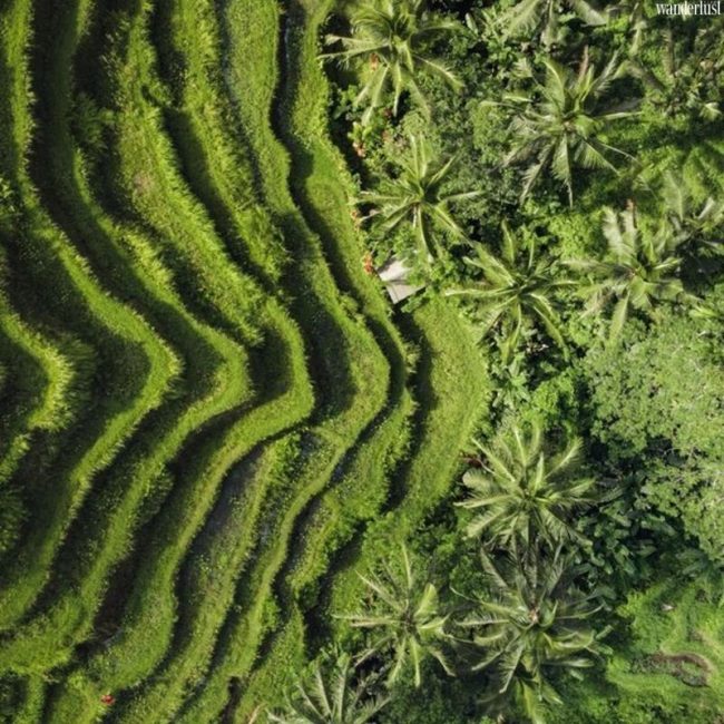 Khám phá Ubudkỳ thú qua hành trình với 9 trải nghiệm “độc nhất vô nhị” 36 kham pha Ubud bali ky thu qua hanh trinh voi 9 trai nghiem doc nhat vo nhi 32