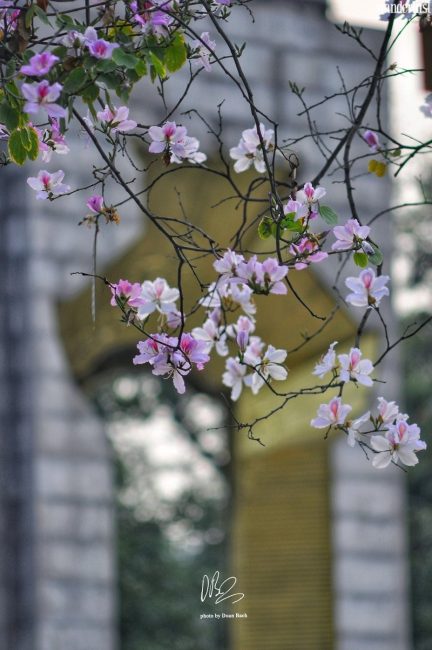 Những tọa độ check-in hot nhất của Hà Nội khúc giao mùa 20 nhung toa do check in hot nhat cua ha noi khuc giao mua 9