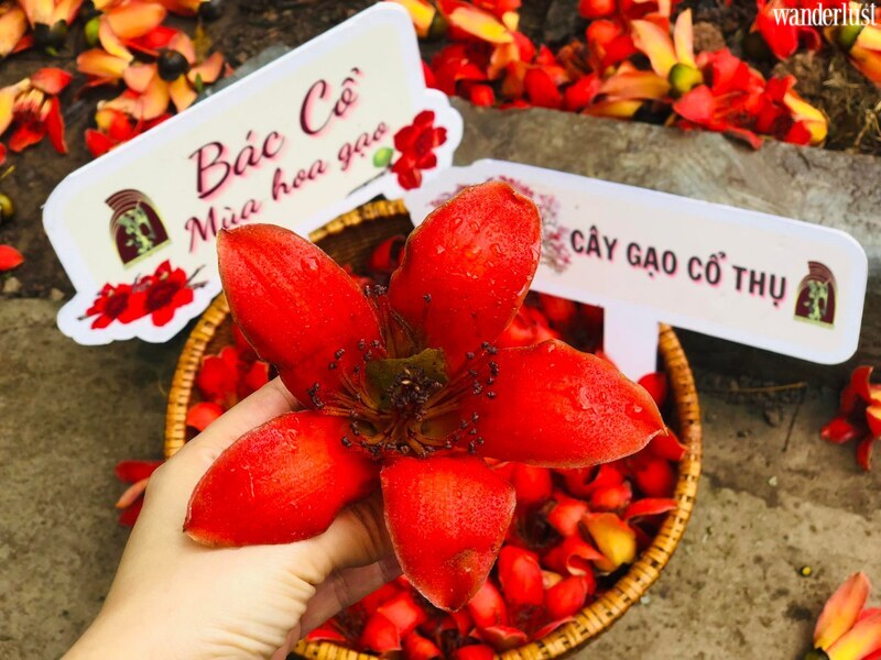 Tour “Bác Cổ - Mùa hoa gạo” - Độc đáo trải nghiệm “làng trong phố” giữa Thủ đô | Wanderlust Tips