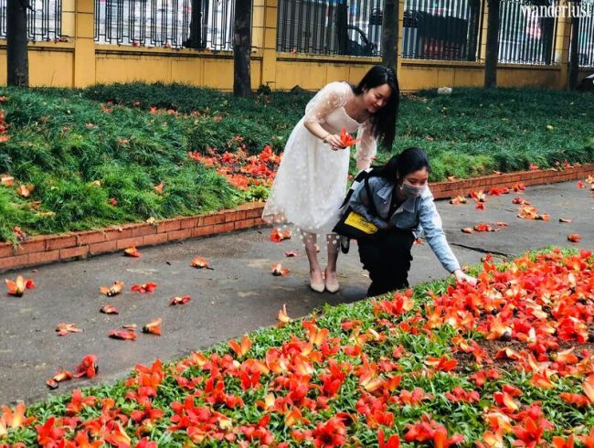 tour bac co mua hoa gao doc dao trai nghiem lang trong pho giua thu do 7