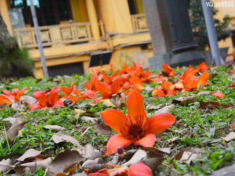 tour bac co mua hoa gao doc dao trai nghiem lang trong pho giua thu do 9