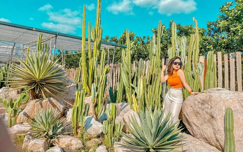 Cacti Zone, lạc vào ốc đảo xương rồng ảo diệu ven đô Hà Nội 5 Cacti zone lac vao oc dao xuong rong ao dieu ven do ha noi 2