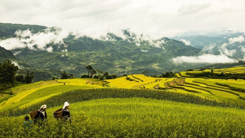 Hồng Thái đẹp dịu dàng mùa hoa lê trắng | Wanderlust Tips