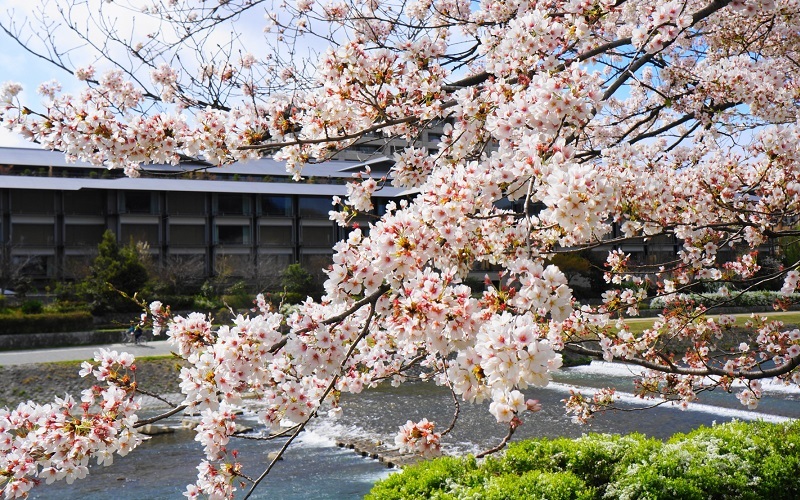 KAMOGAWA3