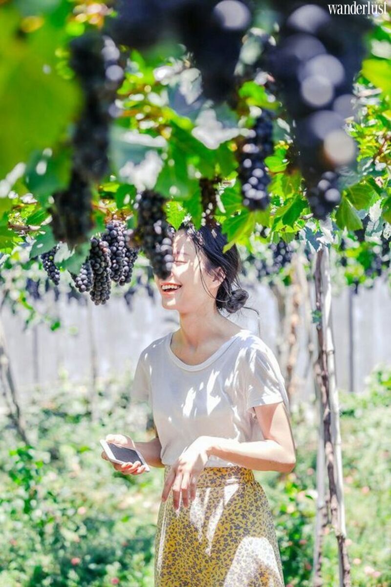 Mê mẩn vườn nho Ba Mọi đẹp quên lối về 6 Me man vuon nho ba moi dep quen loi ve 3