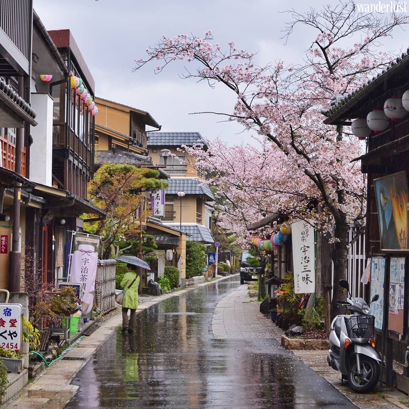 Đến Kyoto ngắm hoa anh đào tháng 4 nhất định đừng bỏ qua 10 địa điểm này | Wanderlust Tips
