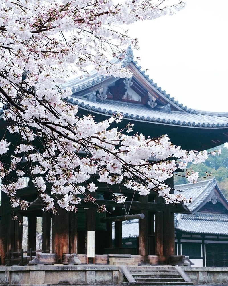 den kyoto ngam hoa anh dao thang 4 nhat dinh dung bo qua 10 dia diem nay 2 2