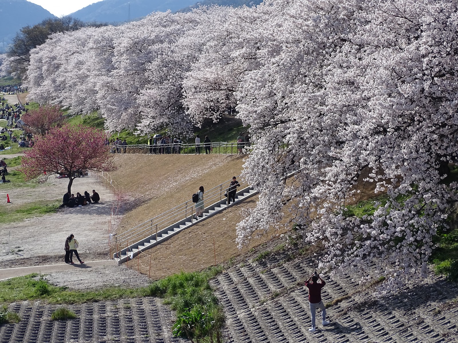 Đến Kyoto ngắm hoa anh đào tháng 4 nhất định đừng bỏ qua 10 địa điểm này | Wanderlust Tips
