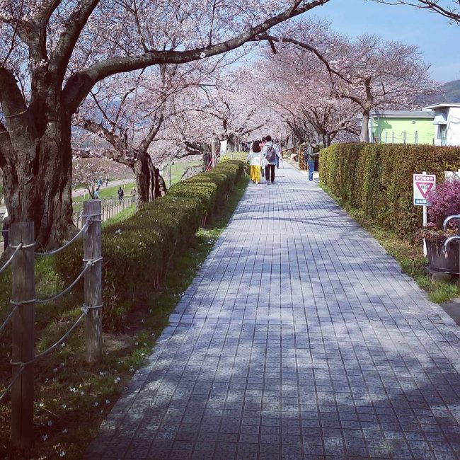 den kyoto ngam hoa anh dao thang 4 nhat dinh dung bo qua 10 dia diem nay kasen2