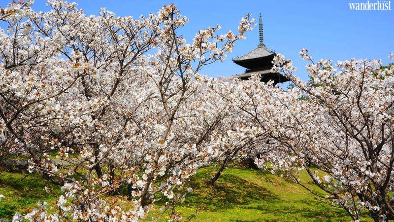 den kyoto ngam hoa anh dao thang 4 nhat dinh dung bo qua 10 dia diem naya 2