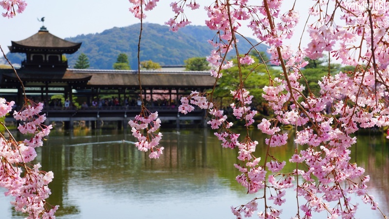 Đến Kyoto ngắm hoa anh đào tháng 4 nhất định đừng bỏ qua 10 địa điểm này 28 den kyoto ngam hoa anh dao thang 4 nhat dinh dung bo qua 10 dia diem nayk 2