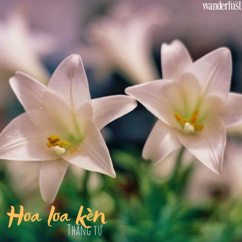 Tháng 4 về trong sắc hoa loa kèn trắng muốt tinh khôi… 5 Tháng 4 về trong sắc hoa loa kèn trắng muốt tinh khôi… | Wanderlust Tips