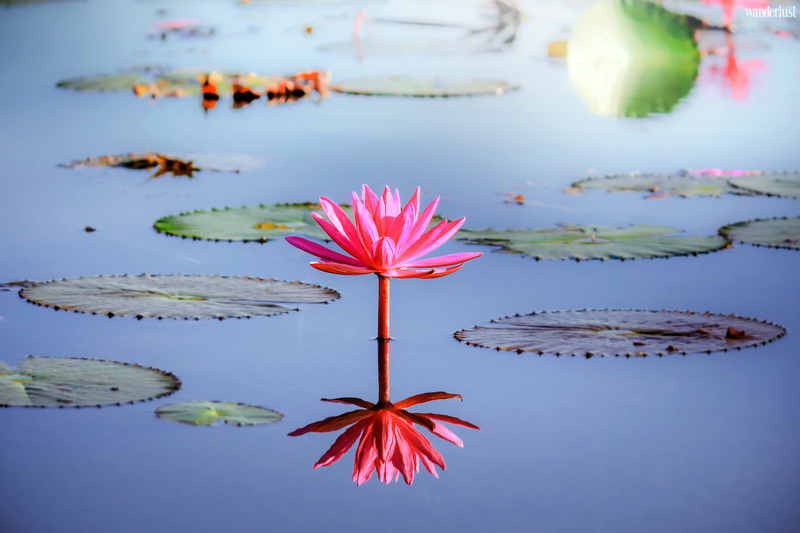 Mê mẩn vẻ đẹp tựa chốn tiên cảnh của Hồ Sen Đỏ, Thái Lan 6 Mê mẩn vẻ đẹp tựa chốn tiên cảnh của Hồ Sen Đỏ, Thái Lan | Wanderlust Tips